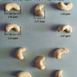 cashew 01