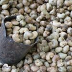 cashew 012
