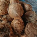 coconuts 01