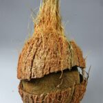 coconuts 03