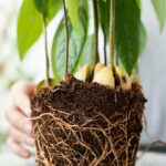 Coco Peat Blocks cocopeat 04