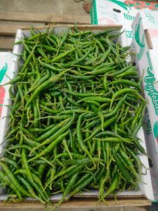 buldhana green chillie 02