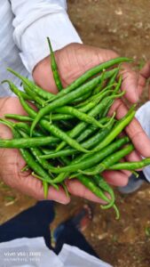 green chilli