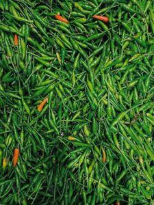 green chillie02
