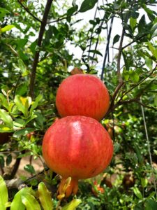 pomegranate 03