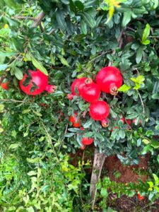 pomegranate 04