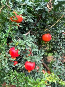 pomegranate 05
