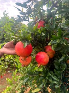 pomegranate 06