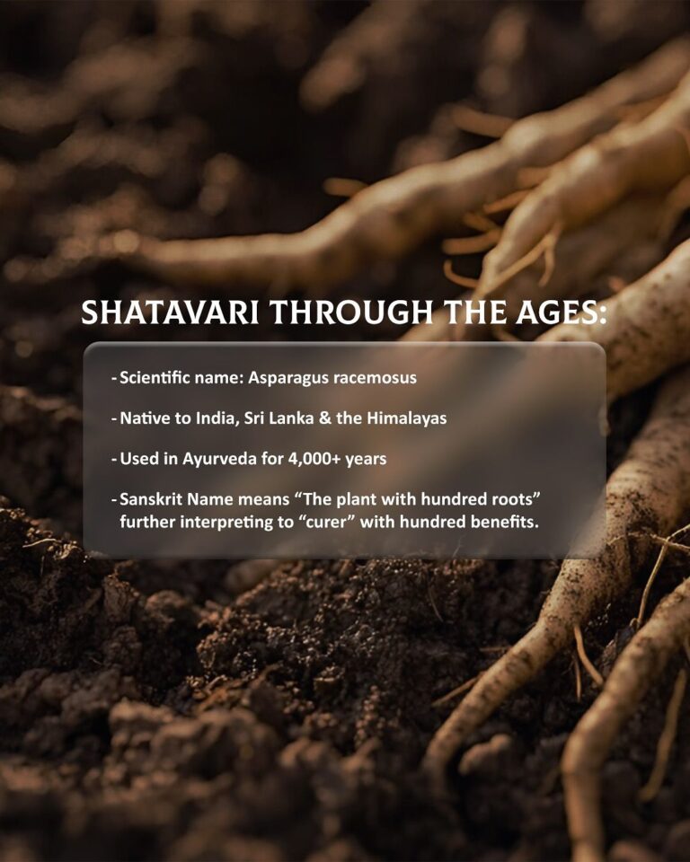 shatavari03