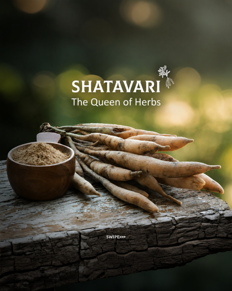 shatavari04