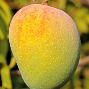 mango 03