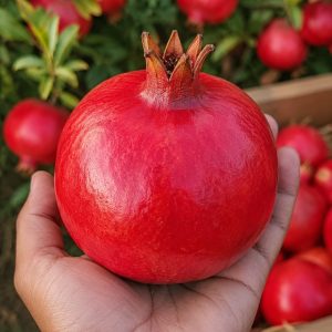 Pomegranate