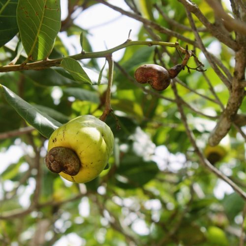 Ripe cashew fruit hanging from a lush green tree branch in daylight.