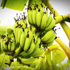 Vibrant green banana cluster growing on a tropical plant, showcasing fresh and natural produce.