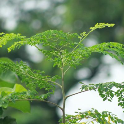 Close-up of a Moringa plant with vibrant green leaves against a blurred natural background.